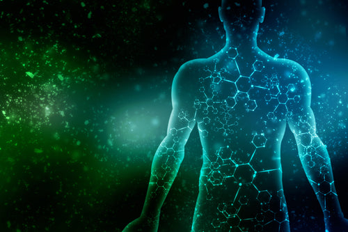 The Gut-Organ Axis